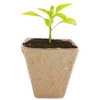 Lot de 20 pots biodégradables 8 x 8 cm - Image 2