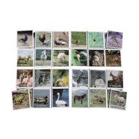 Loto animaux - Image 2