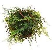 Plantes suspendues KYOTO FOUGERES - Image principale