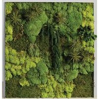 Cadre végétal n 19 - Image principale