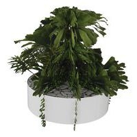 Composition SUCCULENTE 1 Ø 320 mm Blanc - Image principale