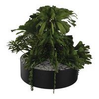 Composition SUCCULENTE 1 Ø 320 mm Noir - Image principale