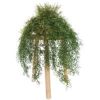 Les tombantes fougères et jasmin - Image principale