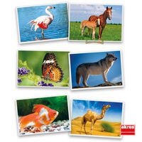 Atelier photos logiques : 'les animaux' - Image 4