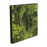 Cadre végétal n 19 Noir - Image principale