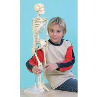 Le squelette humain, taille 80 cm