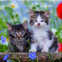 Puzzles chatons 49 pièces thumbnail image 4