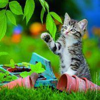 Puzzles chatons 49 pièces thumbnail image 3