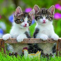 Puzzles chatons 49 pièces thumbnail image 2