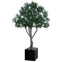 Arbre feuillages OLIVIER