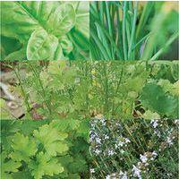 Coffret de sachets de graines bio aromatiques thumbnail image 2