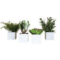 Lot de 4 pots carrés 11x11 blanc 4 plantes - Image principale