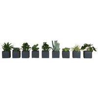 Lot de 9 pots carrés 7x7 9 plantes Tanaman - Image principale