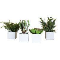 Lot de 4 pots carrés 11x11 4 plantes Tanaman - Image principale