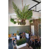 Lot de 2 suspensions fougères - Tanaman - Image 3