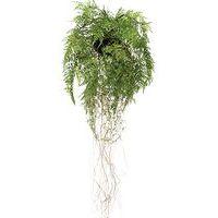 Lot de 2 suspensions fougères Ø 35 - Image principale