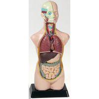 Kit d'anatomie