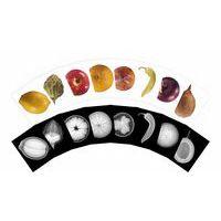 Cartes et radiographies de plantes (84 pièces) - Roylco