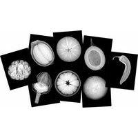Cartes et radiographies de plantes (84 pièces) thumbnail image 2