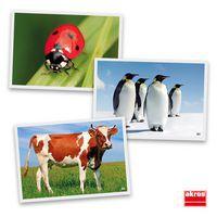 Atelier photos logiques : 'les animaux' thumbnail image 3