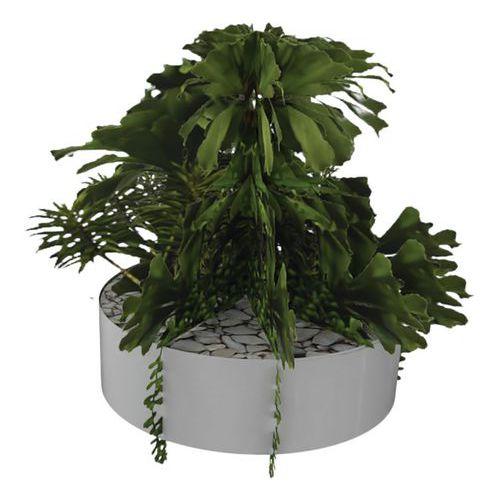 Illustration de : Composition SUCCULENTE 1