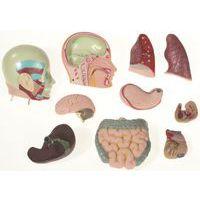 Kit d'anatomie thumbnail image 2