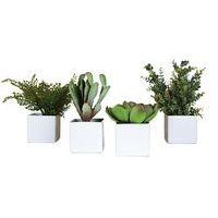 Lot de 4 pots carrés 11x11 4 plantes Tanaman thumbnail image