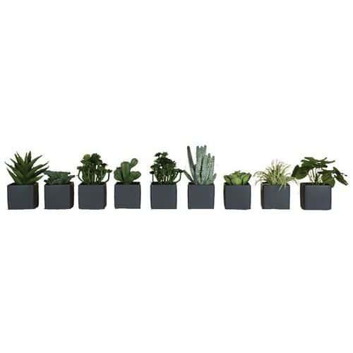 Lot de 9 pots carrés 7x7 9 plantes Tanaman thumbnail image 1