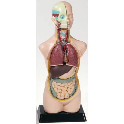 Kit d'anatomie thumbnail image 1