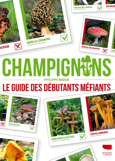 Champignons - Image principale