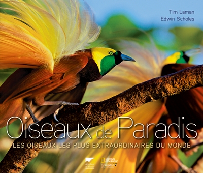 Oiseaux de paradis - Image principale