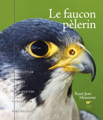 Le faucon pèlerin - Image principale
