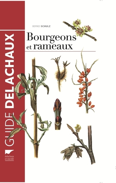 Bourgeons et rameaux - Image principale