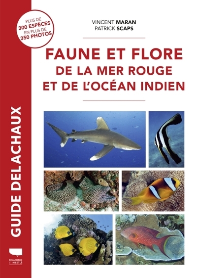Faune et flore de la mer rouge - Image principale