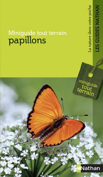 Mgtt papillons - Image principale