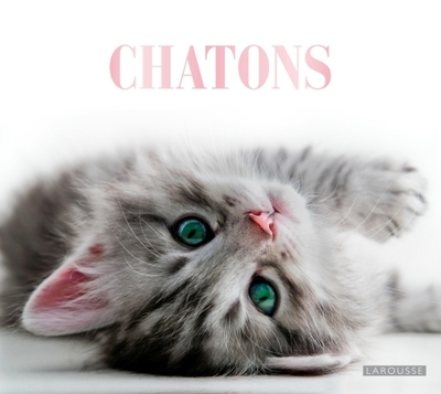Chatons - Image principale