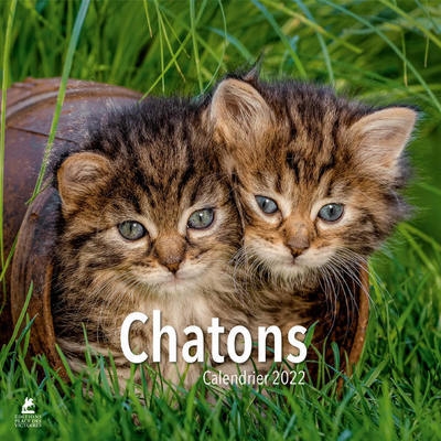Chatons - calendrier 2022 - Image principale