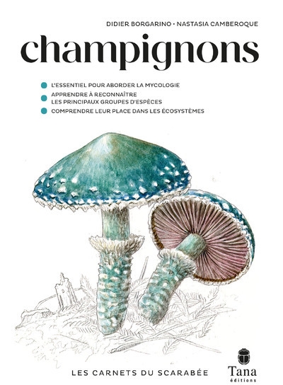 Champignons - Image principale