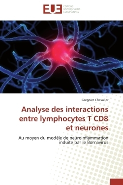 Analyse des interactions entre lymphocytes t cd8 et neurones - Image principale
