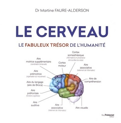 Le cerveau - le fabuleux trésor de l'humanité - Image principale