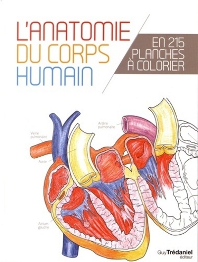 L'anatomie du corps humain en 25 planches à colorier - Image principale