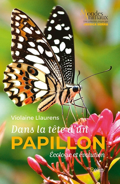 Dans la tête d'un papillon - Image principale