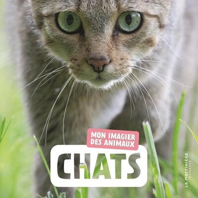 Chats - Image principale