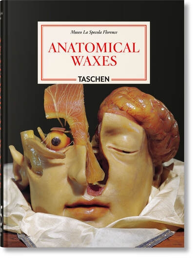 Anatomical waxes - Image principale