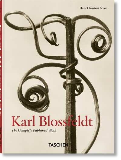 Karl blossfeldt - Image principale