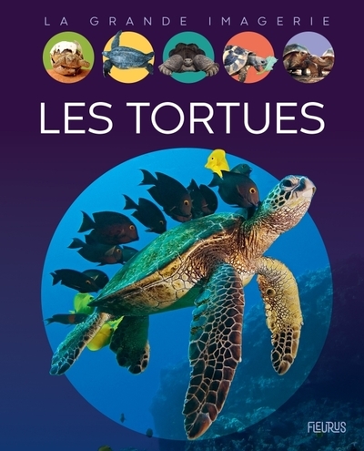 Les tortues - Image principale