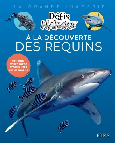 À la découverte des requins - Image principale
