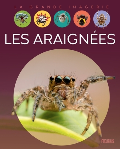 Les araignées - Image principale