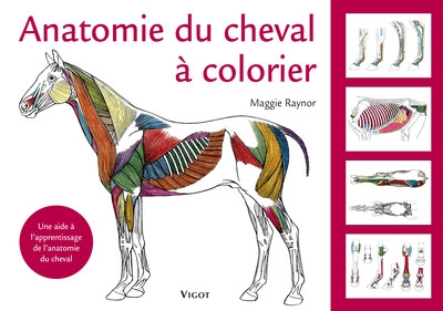 Anatomie du cheval à colorier - Image principale