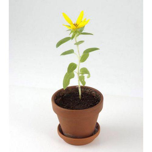 Illustration de : Activité Fête des parents - Radis et Capucine